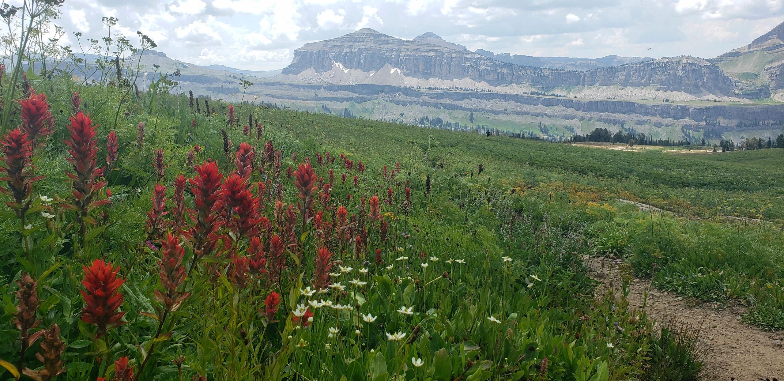 A meadow of red Indian paintbrush wildflowers beneath alpine peaks, evoking calm and renewal